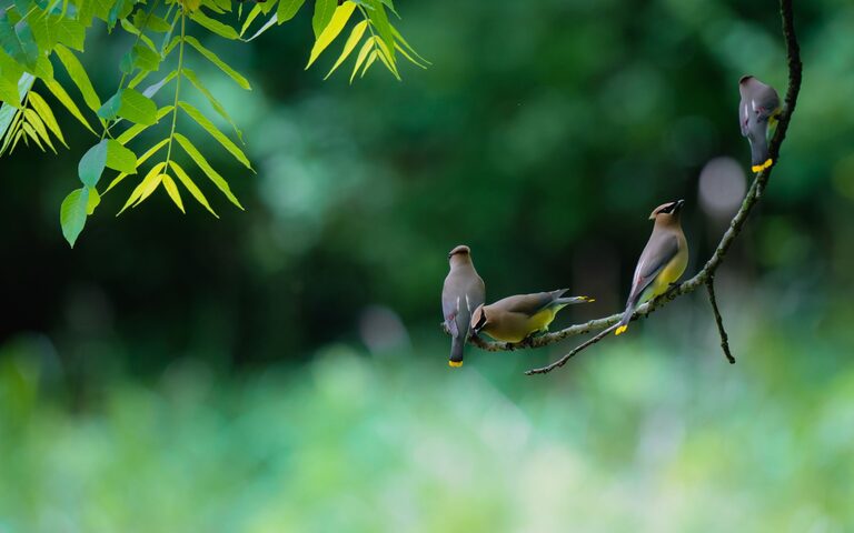 Beginner Tips for Backyard Birdwatching: A Starter Guide